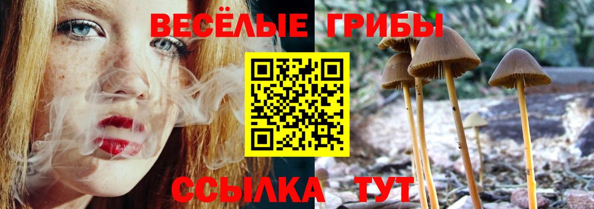 Псилоцибиновые грибы Cubensis Клинцы